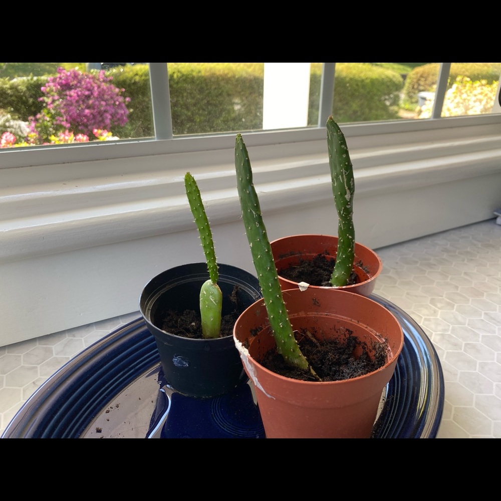 Cactus propagation clipping